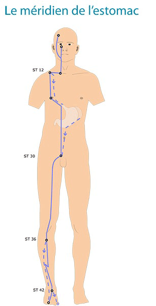 schéma du méridien de l'estomac