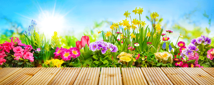 image de fleurs entre le printemps et l'été