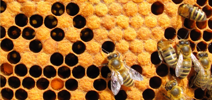les abeilles et la propolis