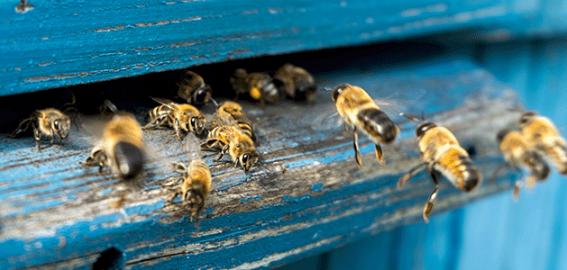 propolis à l'entrée de la ruche