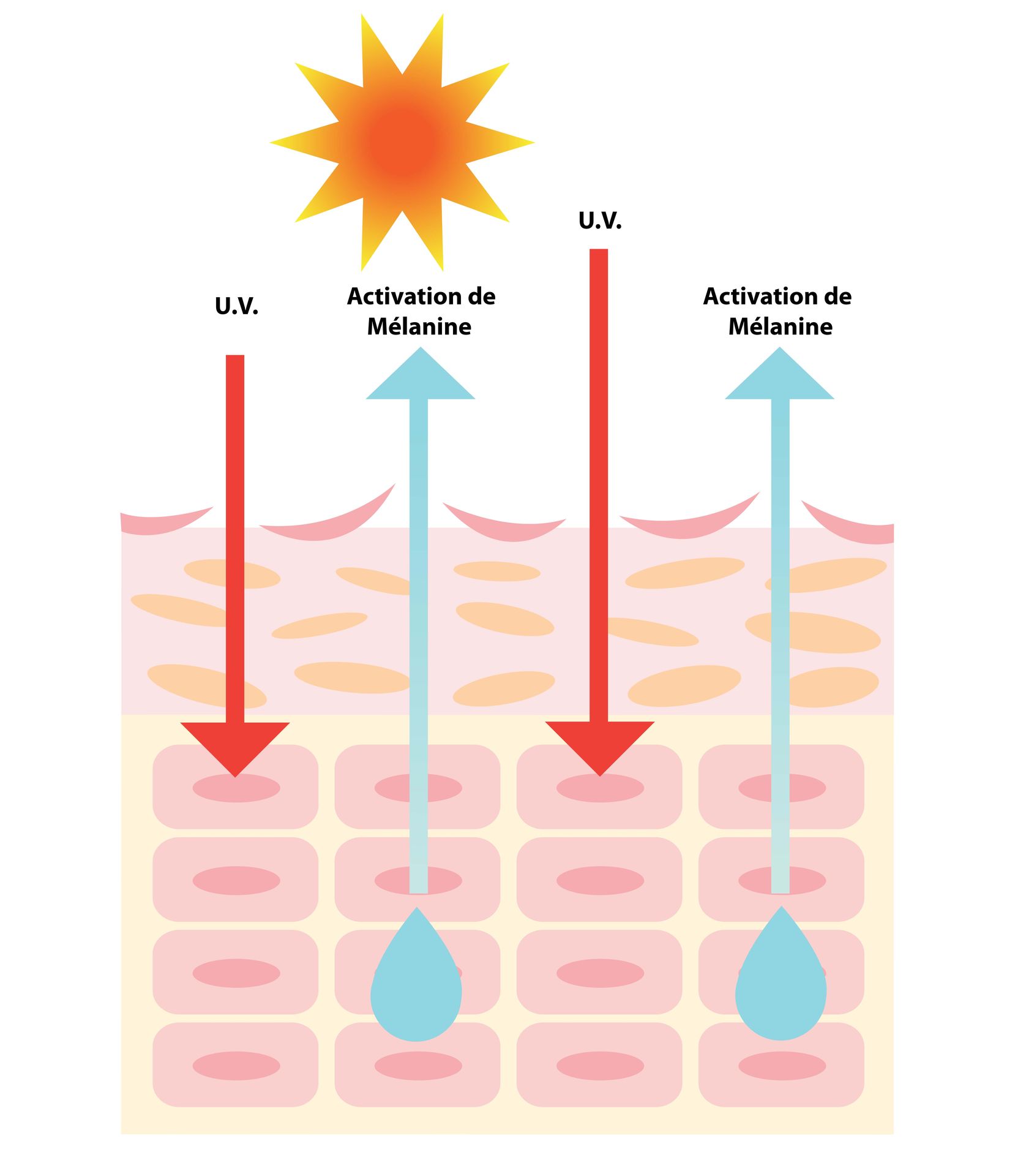 Protección solar interna y melanina — Laboratoire Géomer
