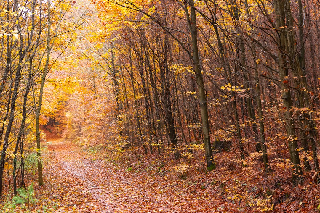 Chute de cheveux et peau sèche en automne : l'explication de la MTC