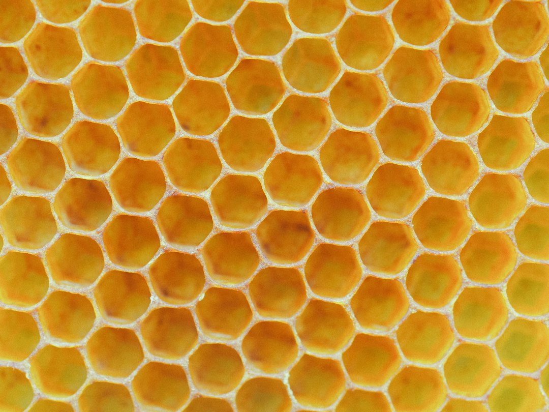 La propolis
